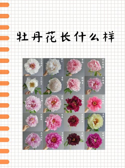 牡丹品种有哪些？附图片看全吗？-图1