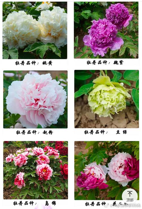 牡丹品种有哪些？附图片看全吗？-图3