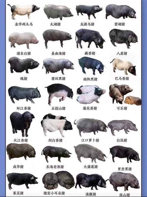 中区较短良种猪品种有哪些？-图1