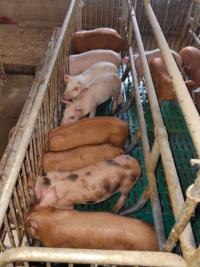 中区较短良种猪品种有哪些？-图2