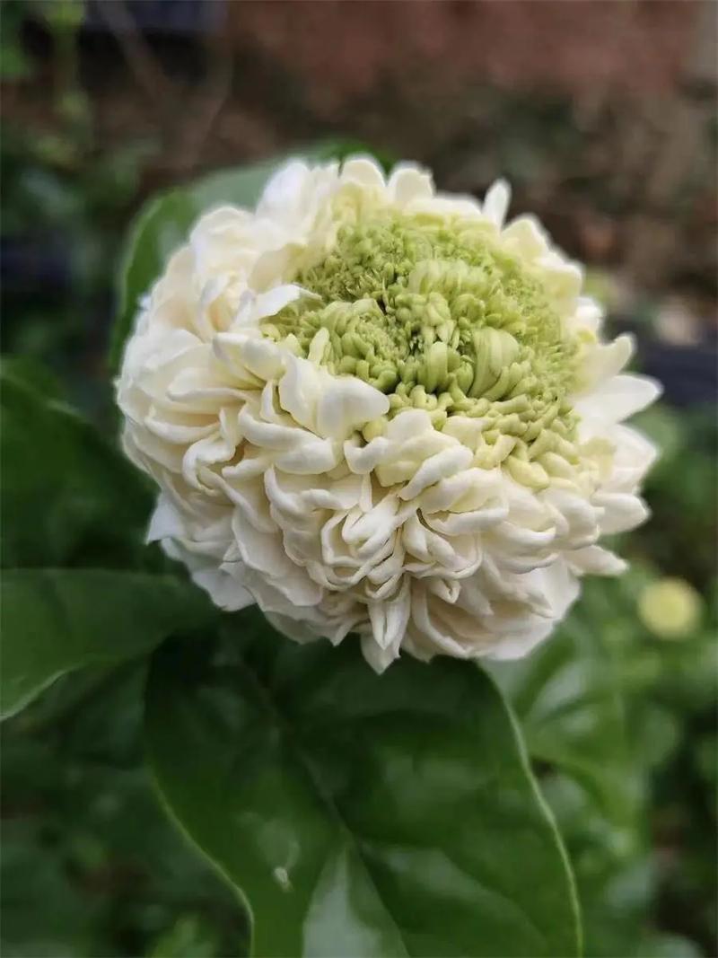 虎头茉莉什么品种最好养又健壮？-图1