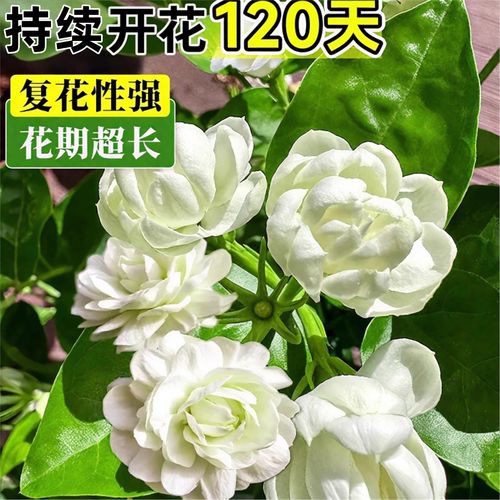 虎头茉莉什么品种最好养又健壮？-图2