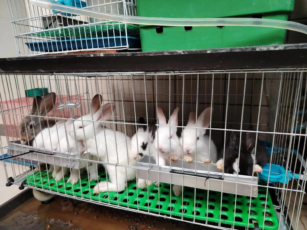 兔子养殖技术视频，新手能学会吗？-图2