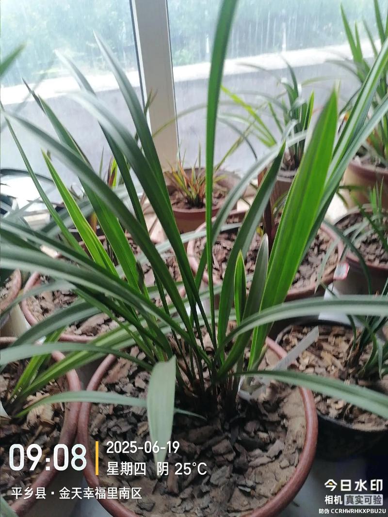 建兰小桃红到底分几个品种？-图2