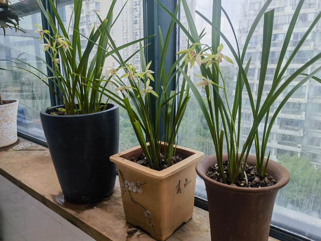 建兰小桃红到底分几个品种？-图3