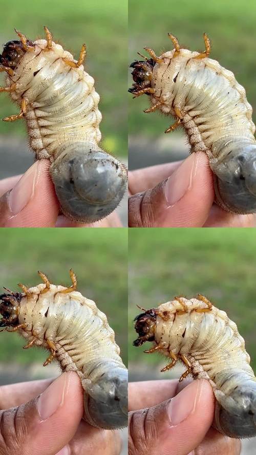 粪便繁殖蛆虫技术视频有何实用价值？-图3