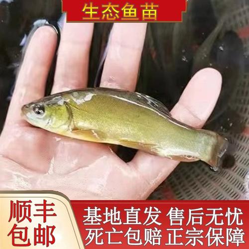 浙江丁桂鱼苗价格多少钱一斤？-图1