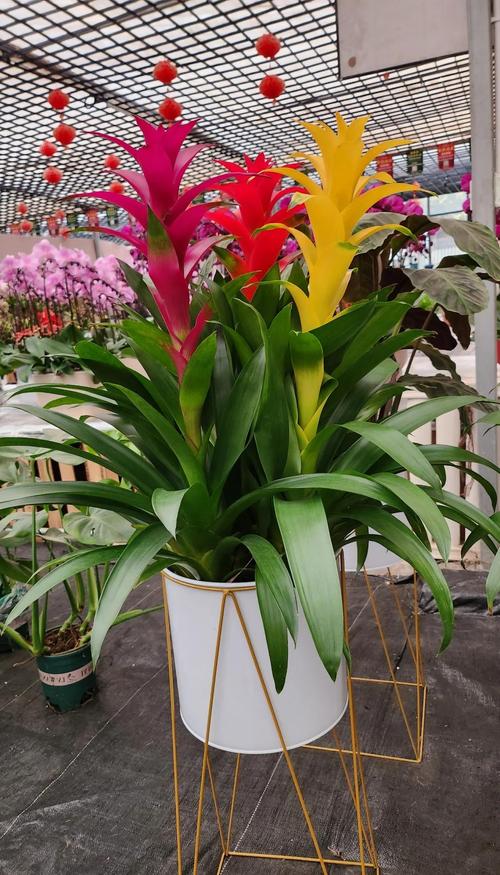 凤梨花有哪些常见品种？-图1