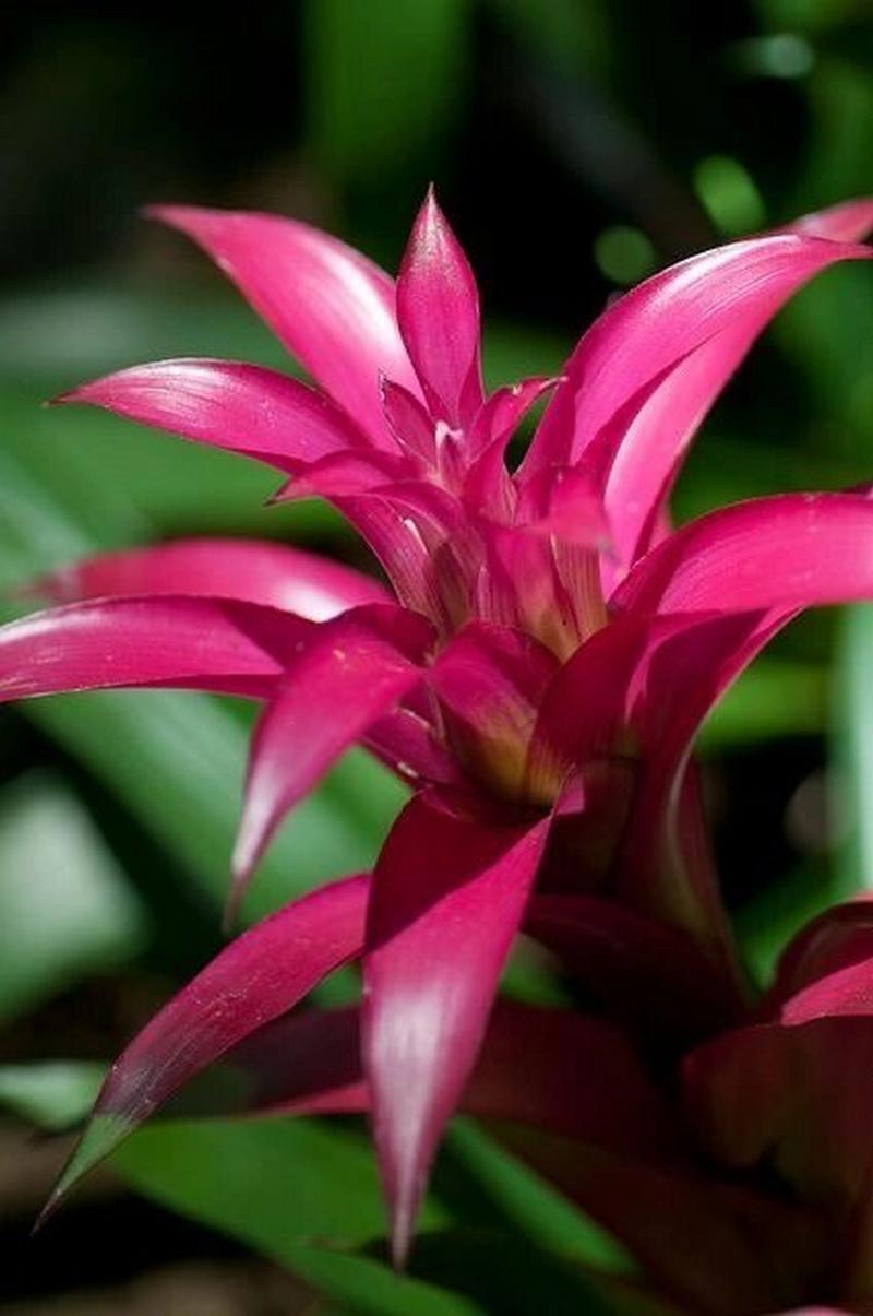 凤梨花有哪些常见品种？-图2