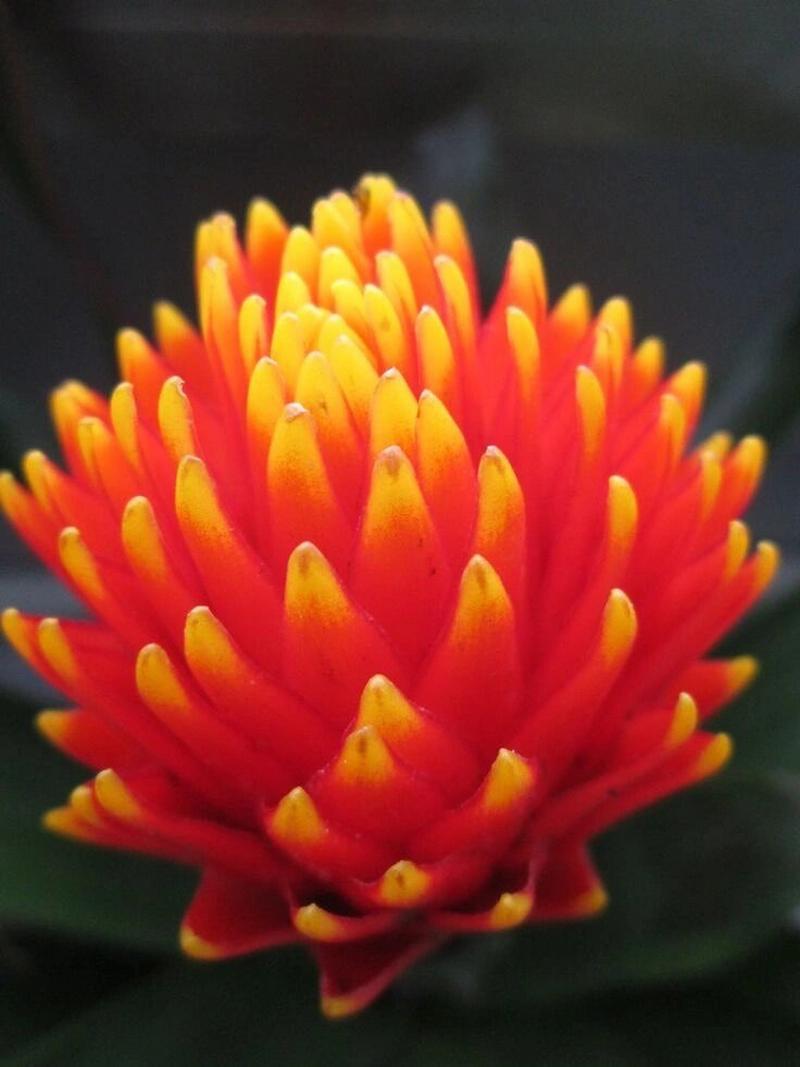 凤梨花有哪些常见品种？-图3