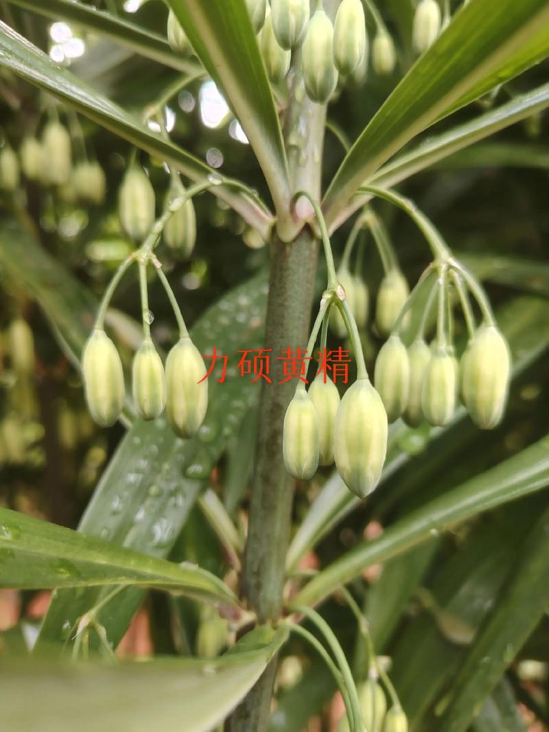 如何选择种植黄精品种-图3