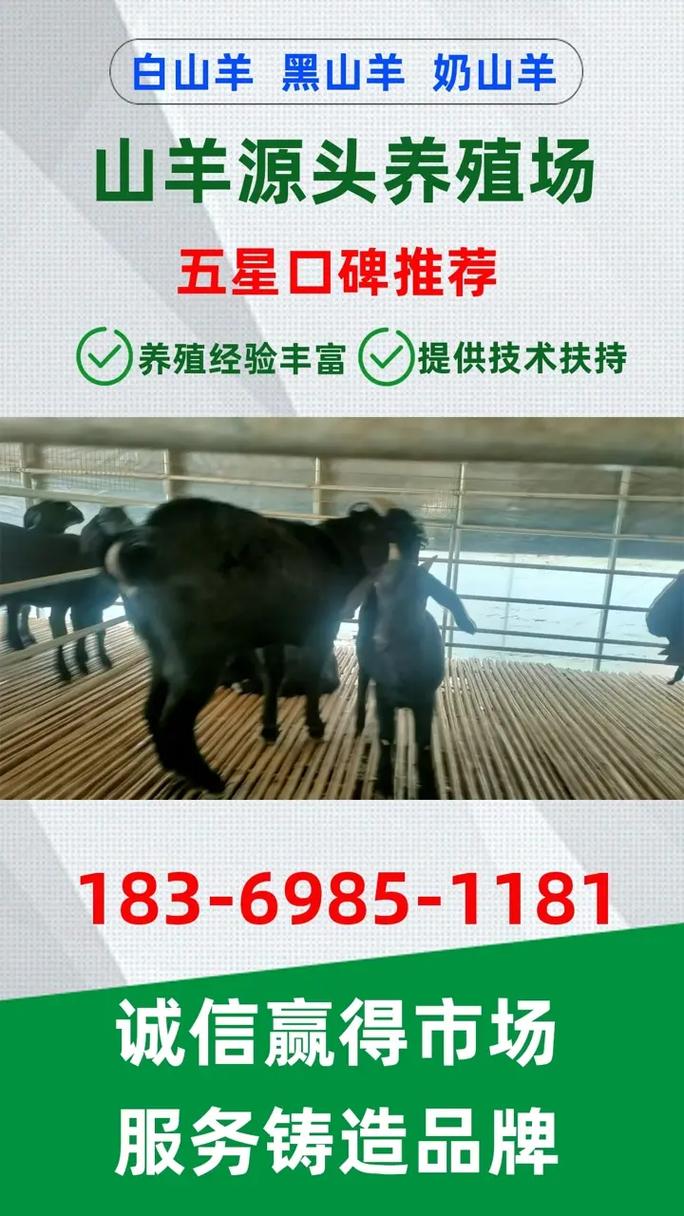 品种齐全小尾寒羊价格-图1