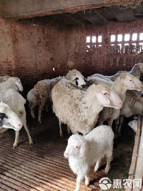 品种齐全小尾寒羊价格-图2