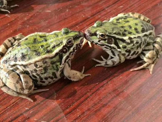 泰国虎纹蛙价格为何持续低迷？-图1