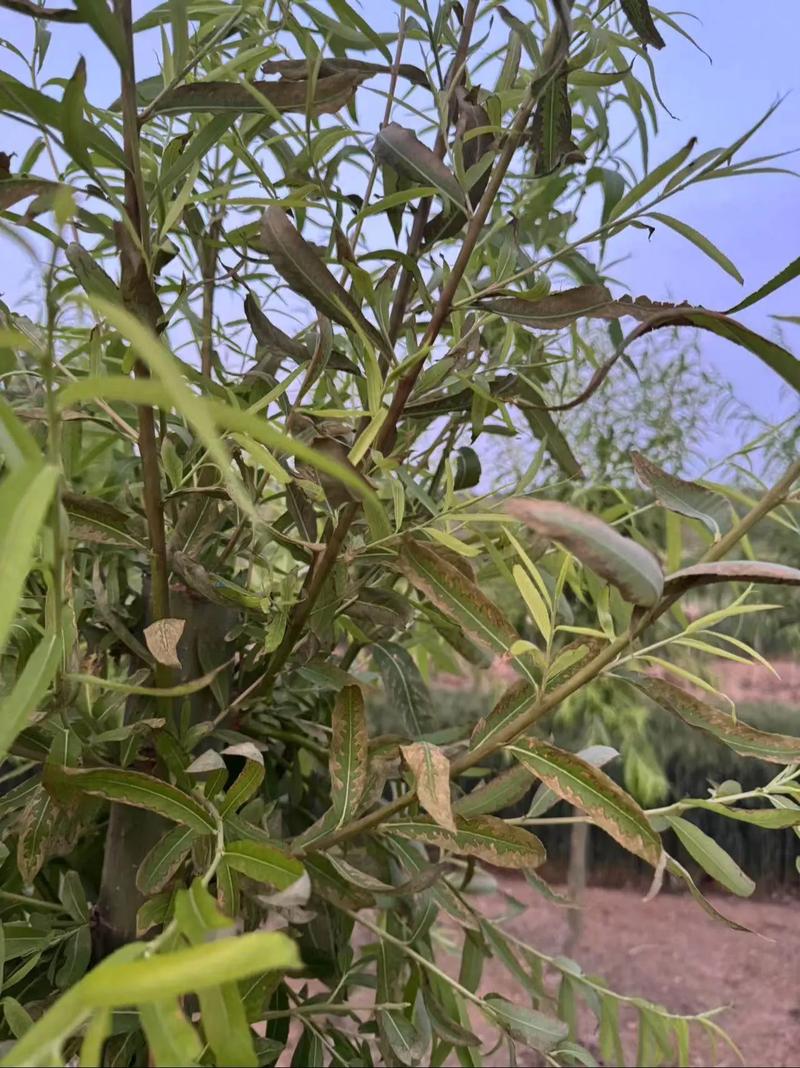 济南金蝉大棚养殖技术要点有哪些？-图1