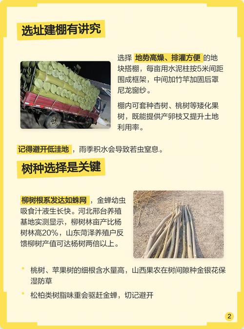 济南金蝉大棚养殖技术要点有哪些？-图3