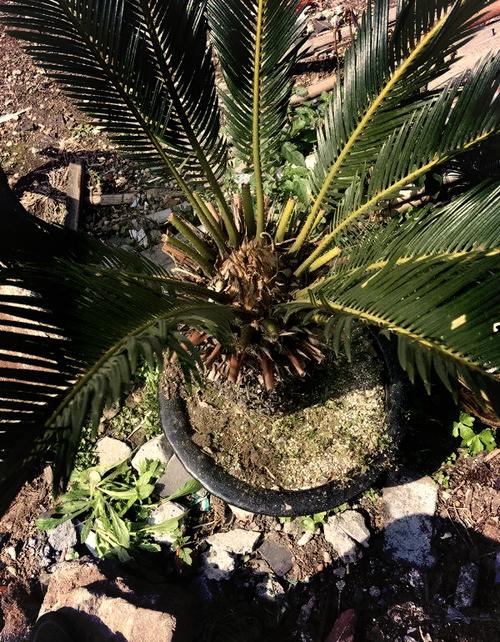 铁树有哪些品种？图片怎么区分？-图1