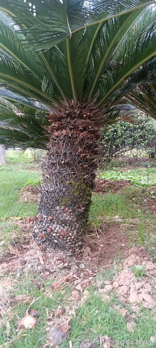 铁树有哪些品种？图片怎么区分？-图2