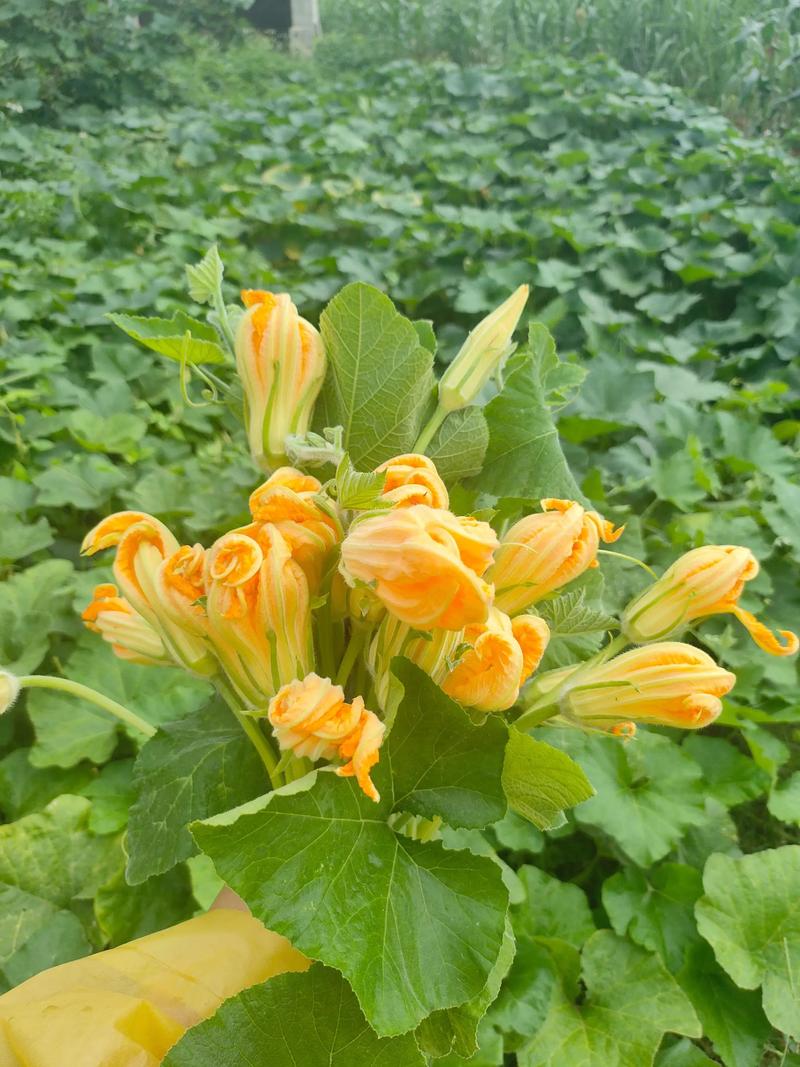 南瓜苗选什么品种好？-图1