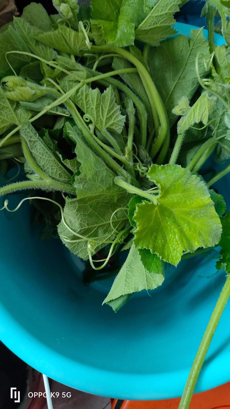 南瓜苗选什么品种好？-图2