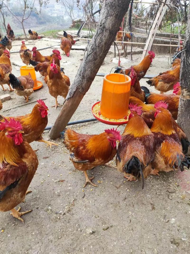 土鸡养殖哪个品种收益最高？-图1