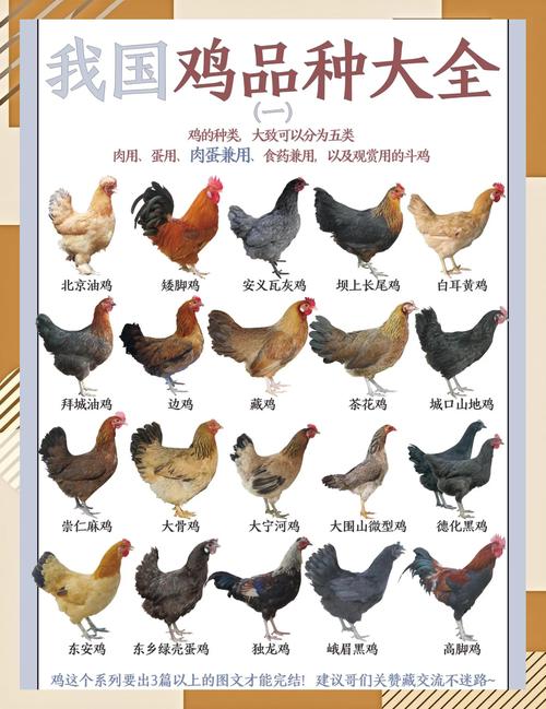 土鸡养殖哪个品种收益最高？-图2