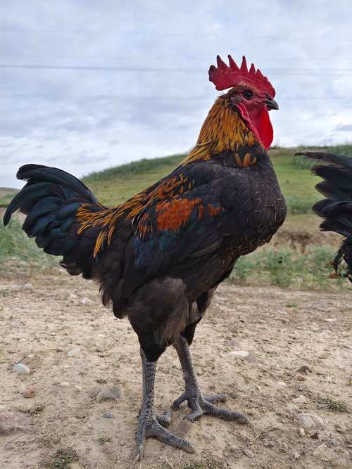 土鸡养殖哪个品种收益最高？-图3