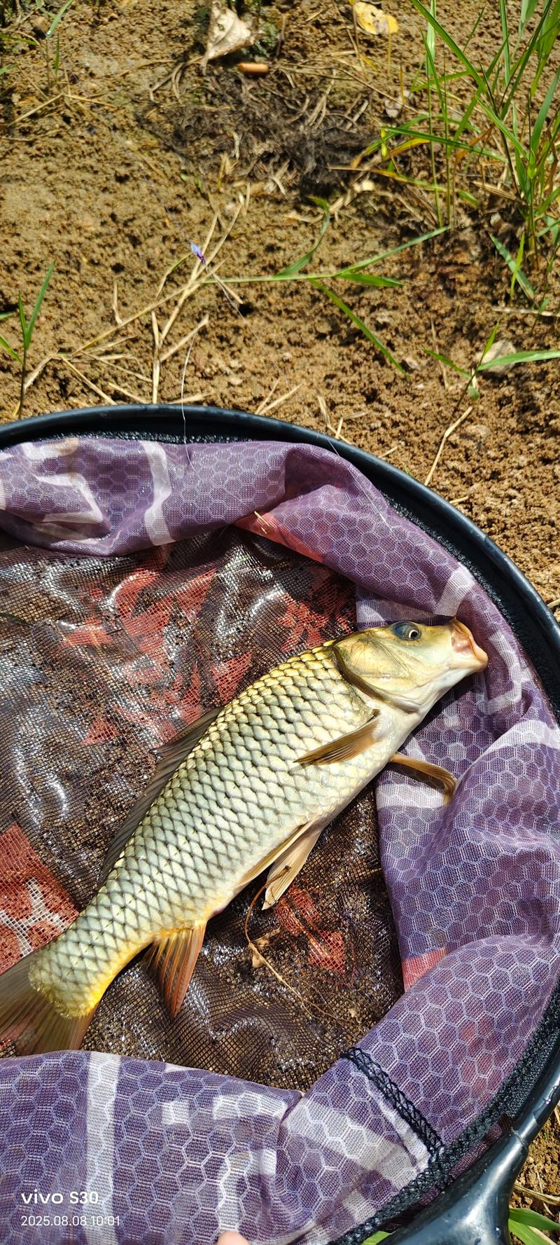 2025鲤鱼塘口价格会涨还是会跌？-图3