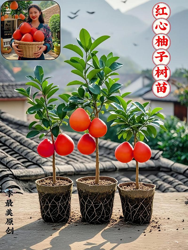 现在什么品种的柚子树最好？-图1