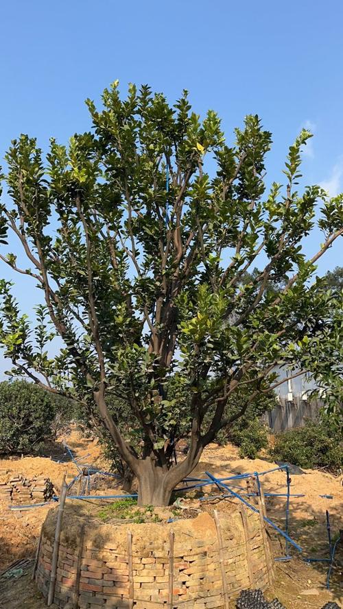 现在什么品种的柚子树最好？-图2