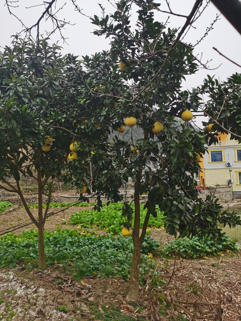 现在什么品种的柚子树最好？-图3