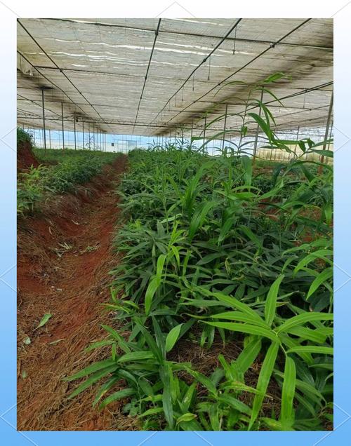 黄精种植方法技术图解，关键步骤有哪些？-图2