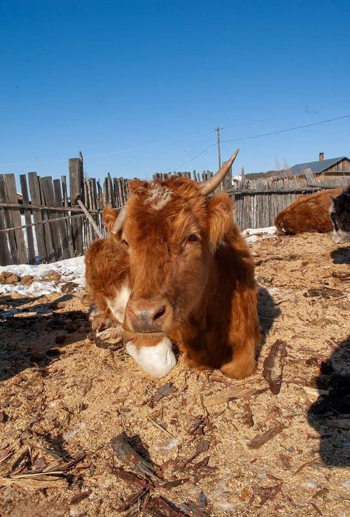 中国国内牛品种有哪些？-图2