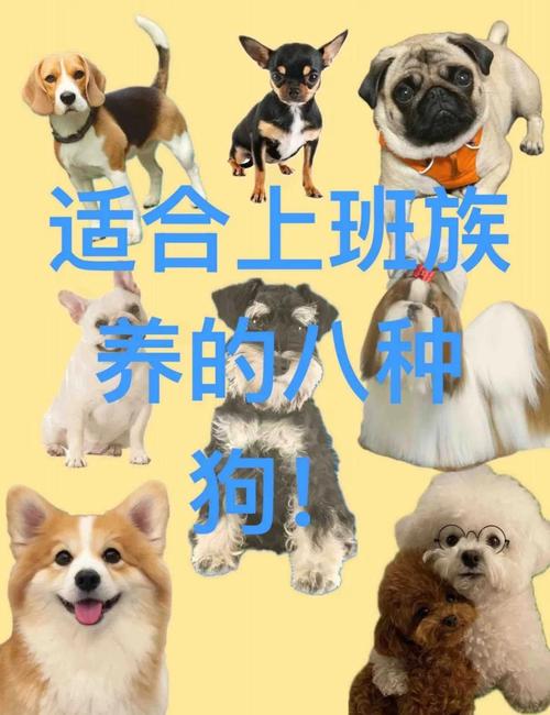 什么品种狗养殖最赚钱？-图1