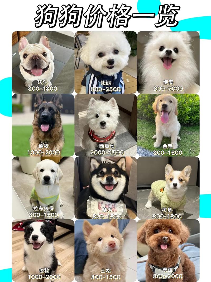 什么品种狗养殖最赚钱？-图2