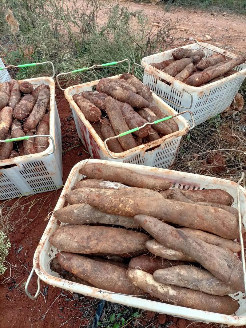 灵芝山药种植技术视频-图1