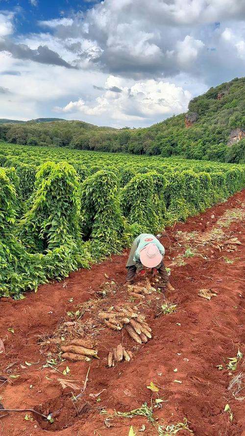 灵芝山药种植技术视频-图2
