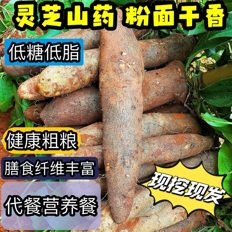 灵芝山药种植技术视频-图3