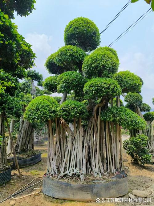 榕树品种中什么最好看-图1