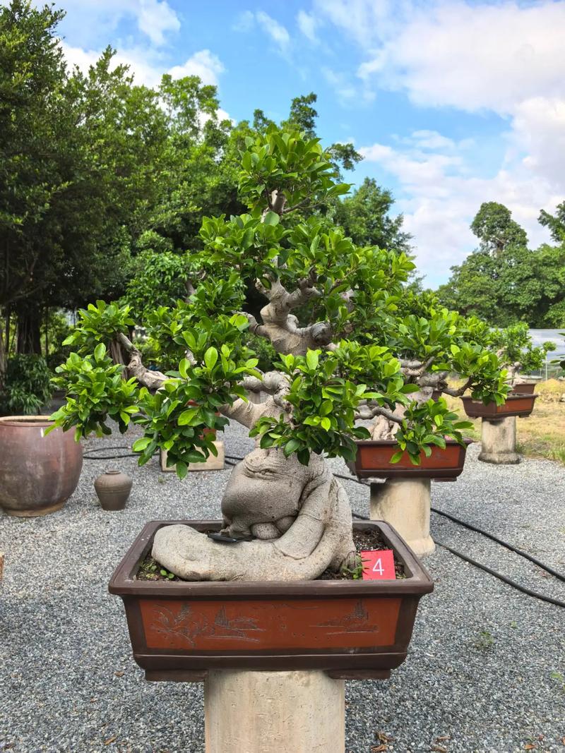 榕树品种中什么最好看-图2