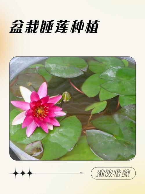 睡莲盆栽怎么种？关键技术是什么？-图1