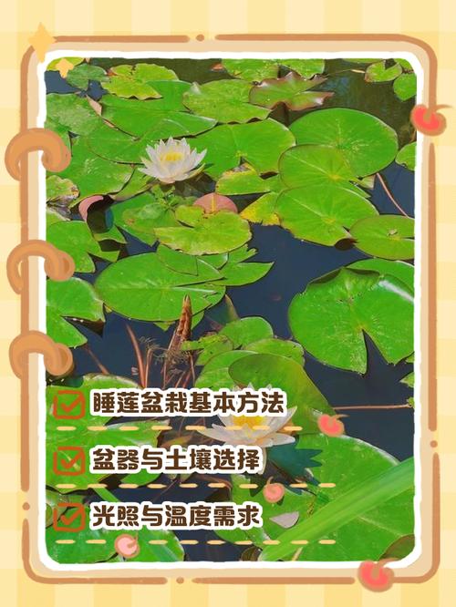 睡莲盆栽怎么种？关键技术是什么？-图2