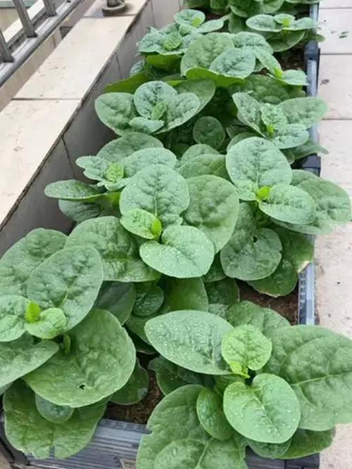 盆栽菜有哪些品种？附图片参考。-图1