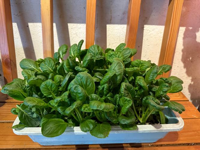 盆栽菜有哪些品种？附图片参考。-图2