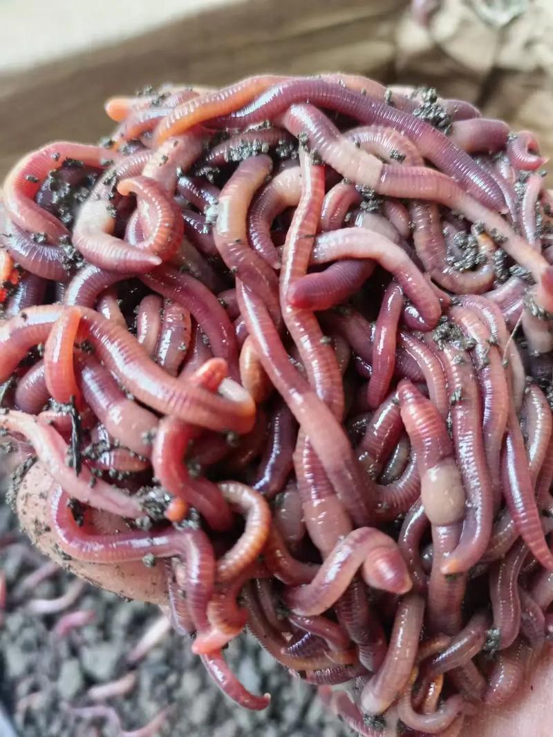 牛粪蚯蚓养殖技术方法有哪些要点？-图2