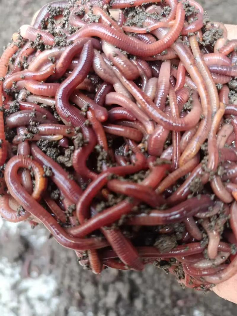 牛粪蚯蚓养殖技术方法有哪些要点？-图3