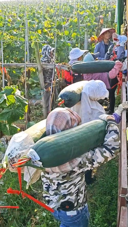 宿迁大棚冬瓜种植技术要点有哪些？-图1