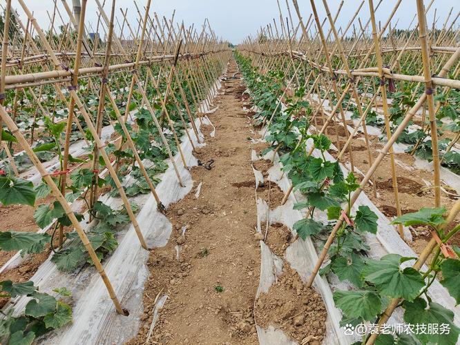 宿迁大棚冬瓜种植技术要点有哪些？-图2