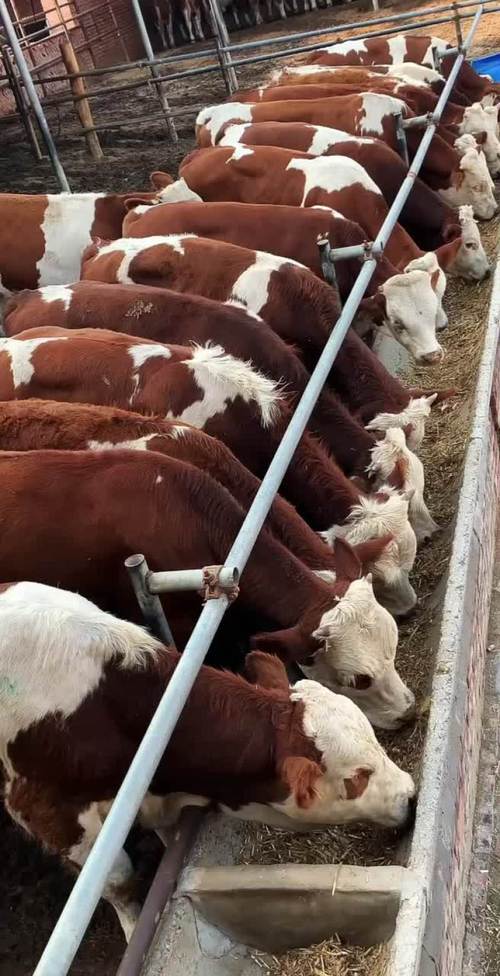 良种牛犊品种有哪些？-图1