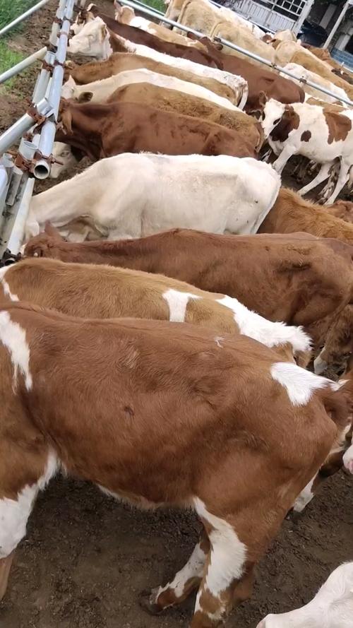 良种牛犊品种有哪些？-图2